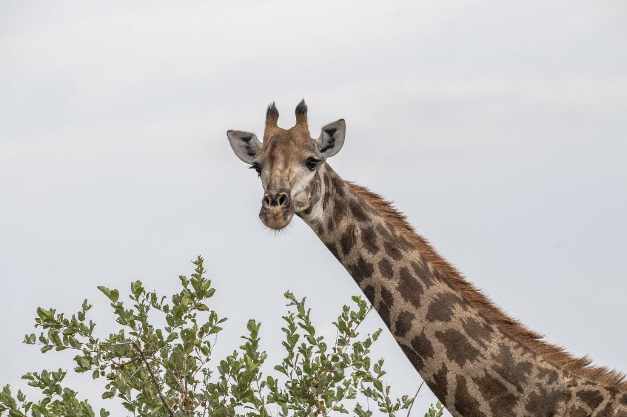 Simbavati Hilltop Lodge Timbavati Game Reserve Esterno foto