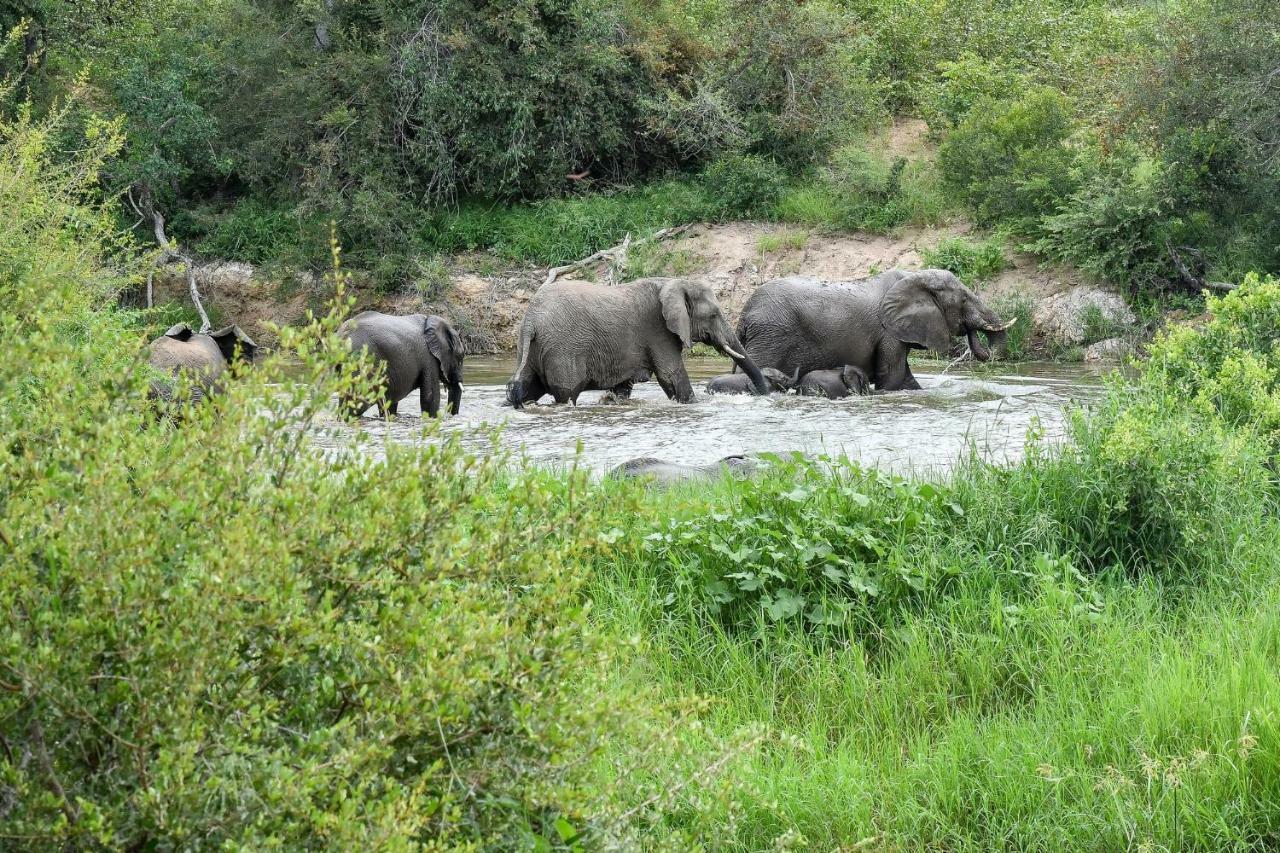 Simbavati Hilltop Lodge Timbavati Game Reserve Esterno foto
