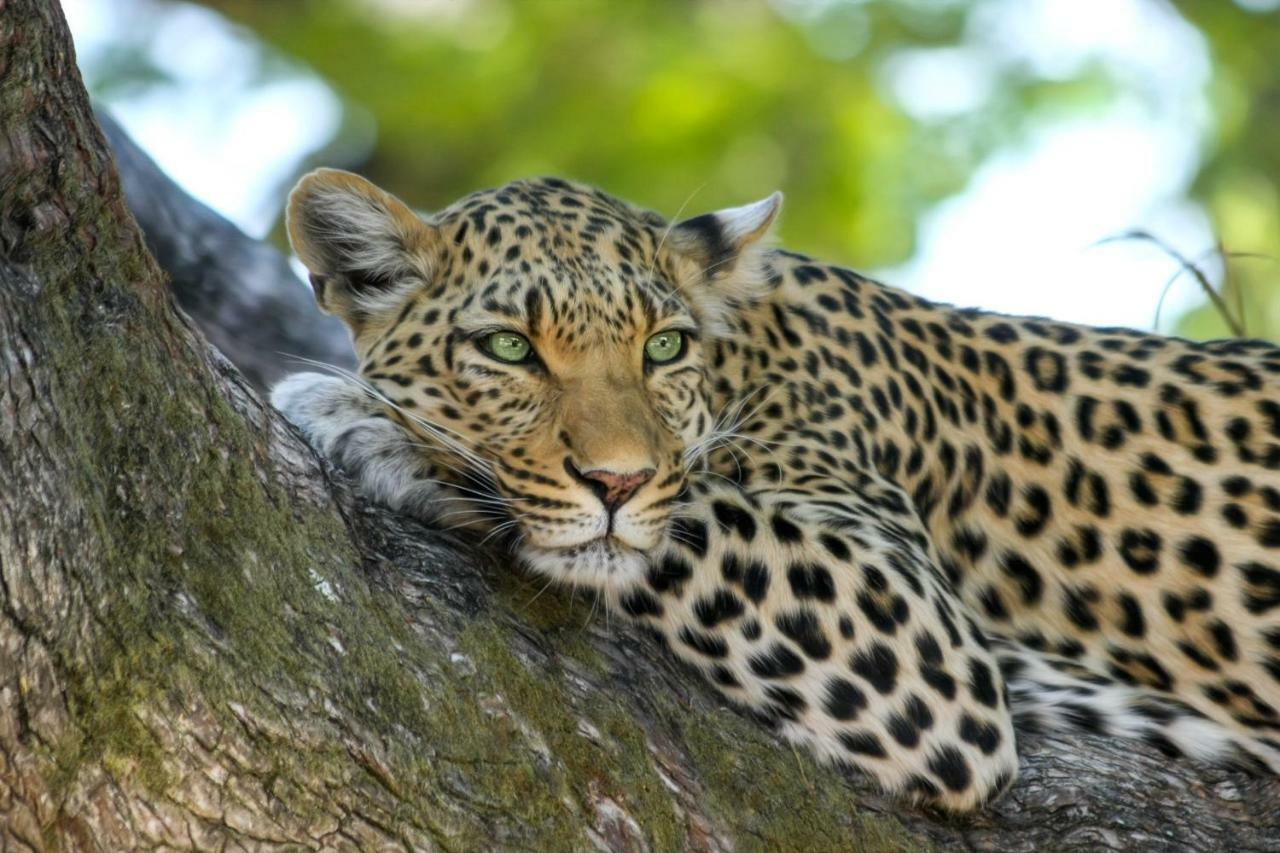 Simbavati Hilltop Lodge Timbavati Game Reserve Esterno foto