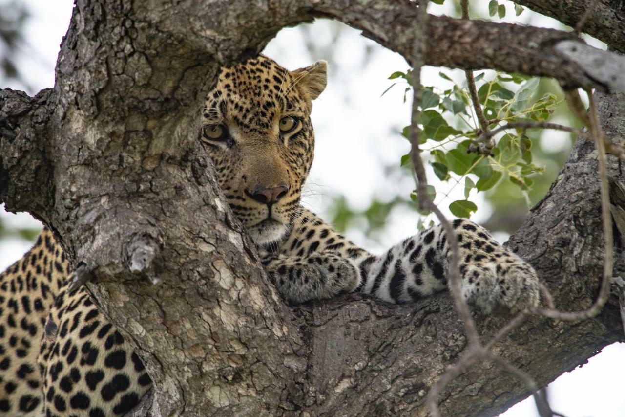 Simbavati Hilltop Lodge Timbavati Game Reserve Esterno foto